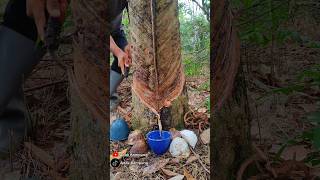 New rubber tree Tapping shorts newrubber rubberwood rubbertapping [upl. by Notna]