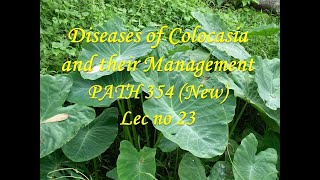 Diseases of Colocasia and their Management PATH 354 New Lec no 23 [upl. by Nairdad50]