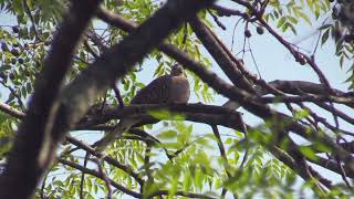 Tourterelle tigrine Spilopelia suratensis Western Spotted Dove [upl. by Kilam]