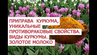 Приправа куркума уникальные противораковые свойства Виды куркумы Золотое молоко [upl. by Natascha]