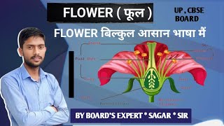 Parts of Flower फूल के भाग  Structure of a Flower  Function of Flower  Botany trendingflowers [upl. by Neyuh]