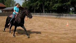 Tennessee Walking Horse Stallion Candy´s Beautiful Iliano [upl. by Enaols]