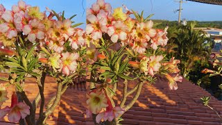 rosadodeserto  o cultivo da laje está cada dia mais floridoflores em abundância dicasdecultivo [upl. by Enneirda]