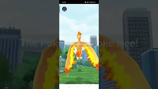 moltres Pokemon go pokemongo youtube shorts [upl. by Eemaj]