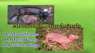 Abortion In Dairy Animals [upl. by Orianna766]