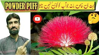 Powder puff plant🌺  Calliandra plant care  Celliendra flowering tree [upl. by Jahncke]