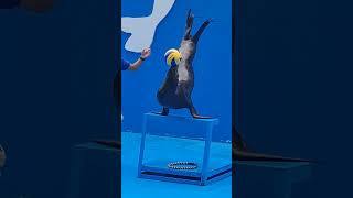 Sea Lions Show at Manila Ocean Park [upl. by Allicsirp]