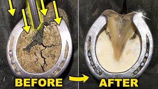 Horse Hoof Deep Clean  Satisfying Restoration  Farrier ASMR [upl. by Akinit]