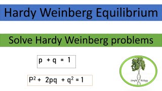 Hardy Weinberg Equilibrium how to use Hardy Weinberg Equation to calculate allele frequency [upl. by Vinay826]