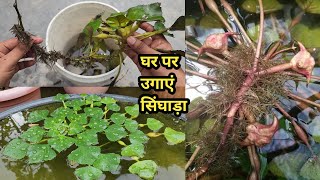 घर पर उगाएं सिंघाड़ा Grow water chestnut in pot at homesinghara ugaye [upl. by Tyree]