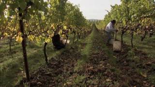 An Introduction to Biodynamic Viticulture [upl. by Li]