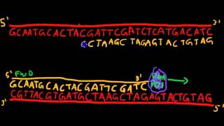 Primer Design for PCR [upl. by Pritchard]