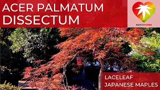 Acer Palmatum Dissectum [upl. by Rednave]