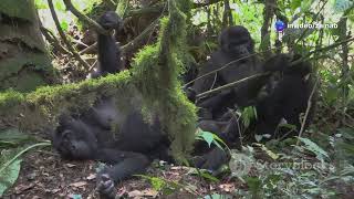 Top 5 dangerous gorillas in the world  facts  wildanimalfacts  naturedocumentary [upl. by Yhtur]