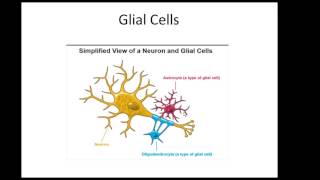 Glioblastoma What is it and how its treated Explained [upl. by Ilana328]