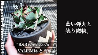 11【購入レポ＆育成論】アガベ チタノタ BlackampBlue ペットショップ ライセンス [upl. by Christalle224]