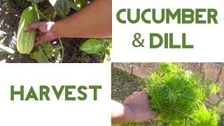 Harvest Video  How To Harvest Cucumbers amp Dill [upl. by Eleirbag]