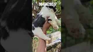 Lhasa apso puppies for sale in 📍Kerala shorts trending lhasaapso dogs [upl. by Sigfried]