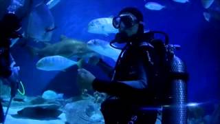 Dive With Sharks at Aquaria KLCC Kuala Lumpur [upl. by Hapte468]