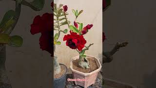 How to care Adenium flower plant after Rainy season [upl. by Annahsit]