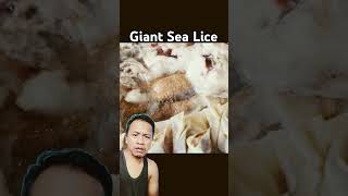 Cultivating Giant Sea Lice kutulaut kutulautraksasa [upl. by Kask]