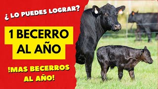 ¿CÓMO LOGRAR QUE TUS VACAS TENGAN 1 BECERRO AL AÑO  PRODUCE MÁS BECERROS AL AÑO [upl. by Karalee760]