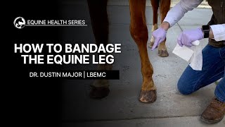 How to Bandage the Equine Leg [upl. by Kristin552]