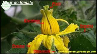 La pollinisation des tomates  ce quil faut savoir [upl. by Adama366]