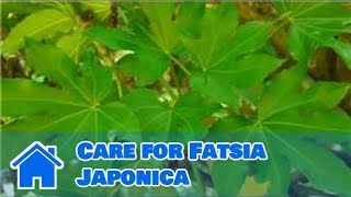 Maintaining amp Pruning Shrubs  How to Care for Fatsia Japonica [upl. by Ytsirhc509]