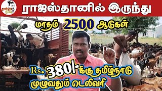 ராஜஸ்தான் ஆடுகள்  kg  Rs 380க்கு தமிழ்நாடு முழுவதும் டெலிவரி [upl. by Featherstone]