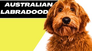 Australian Labradoodle  Things To Know Before Buy [upl. by Adnilg]