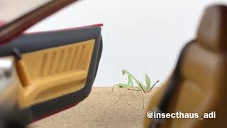 Kiki Challenge  Insect Edition [upl. by Marie-Jeanne]