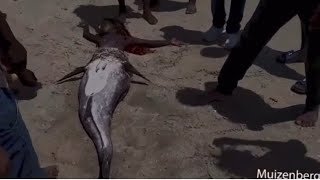 A REAL MERMAID WASHES UP ON AFRICAN SHORE‼️😮 🧜‍♀️ SHOCKING FOOTAGE‼️ [upl. by Erdeid]