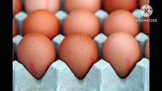 Different Types Of Hens Eggs Types Of Eggs Tamil Egg Hatching Tips Channel [upl. by Prescott]