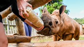 A Day In The Life Of A Rhino Conservation Volunteer [upl. by Yarrum]