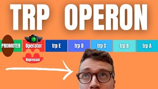 TRP OPERON EXPLAINED [upl. by Nivahb842]