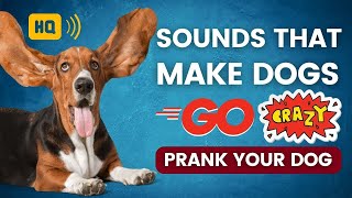 Sounds That Make Dogs Go Crazy 🐕 Sounds To Prank Your Dog [upl. by Ettelracs]