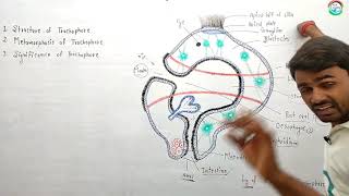 Structure of Trochophore Larva  BSc1st Year Zoology PaperII  byPrahalad Sir [upl. by Linnea]