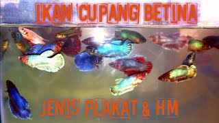 IKAN CUPANG BETINA JENIS PLAKAT DAN HALFMOON [upl. by Cardwell155]