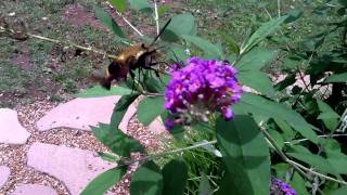 The Hummingbird Clearwing Moth [upl. by Meirrak318]