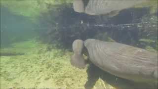 Manatees Annies Newborn Calf [upl. by Bennie]