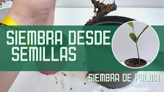 Cómo Sembrar Palmeras desde Semillas 🌱  Germinar Semillas de Palmera 🌴 [upl. by Courtenay]