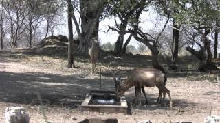 Bowhunting in Namibia 2014  Hartebeest Shot [upl. by Bethezel]