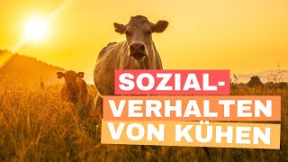 Wissen kompakt Sozialverhalten von Kühen [upl. by Searcy]