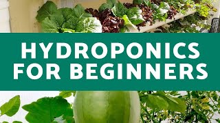 Hydroponics for Beginners  Everything You Need to Know for Successful Hydroponic Growth [upl. by Esina910]