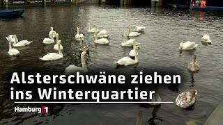 Umzug der Alsterschwäne an den Eppendorfer Mühlenteich [upl. by Nessie]