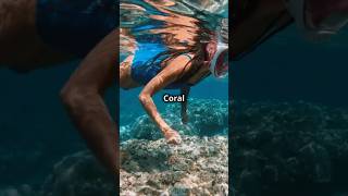 Top 5 Must Visit Spots in Tahiti travel travelguide tahiti beach explore youtubeshorts [upl. by Esilram951]