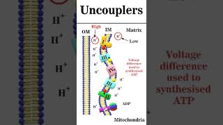 Uncouplers of oxidative phosphorylation animation iitgate [upl. by Thordia]