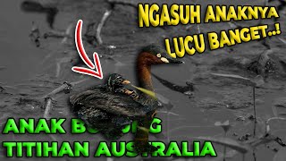 DIKIRA BEBEK BIASA TERNYATA TITIHAN AUSTRALIA ADALAH BURUNG YANG BISA LARI DI AIR [upl. by Middle]