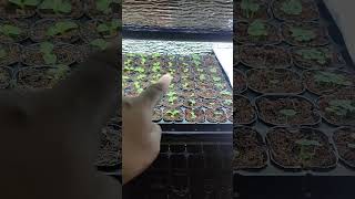 Soaking sterilized cocopeat on calcium nitrate experience sharing domengrows hydroponics [upl. by Hadwyn436]